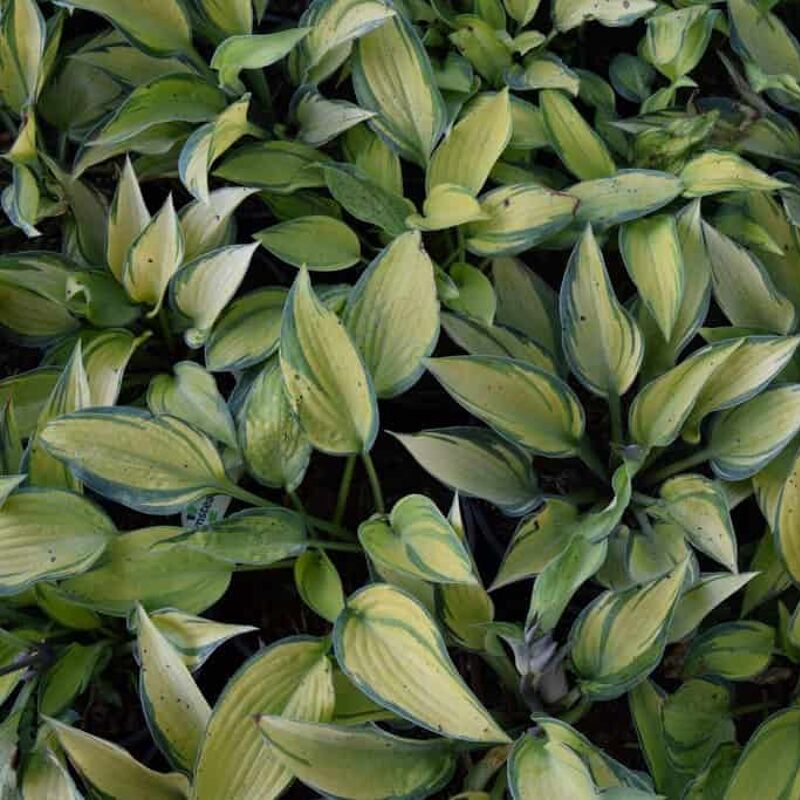 Hosta 'June' ---